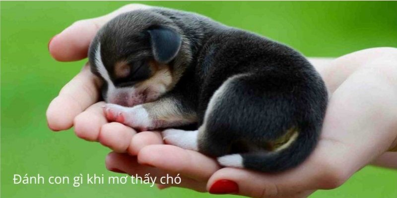 Tìm hiểu đánh con gì khi mơ thấy chó? Tìm hiểu đánh con gì khi mơ thấy chó?