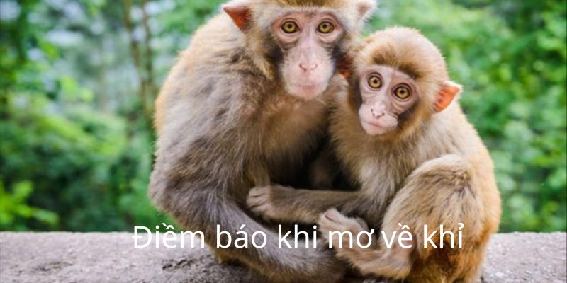Giải mã ý nghĩa từng giấc mơ về khỉ của K8CC Giải mã ý nghĩa từng giấc mơ về khỉ của K8CC
