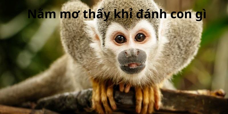 Nằm mơ thấy khỉ đánh gì ở K8CC Nằm mơ thấy khỉ đánh gì ở K8CC